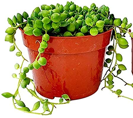 Live Succulent (4' String of Pearls), Succulents Plants Live, Succulent Plants Fully Rooted, Rare House Plant for Home Office Decoration, DIY Projects, Party Favor Gift by Fatplants