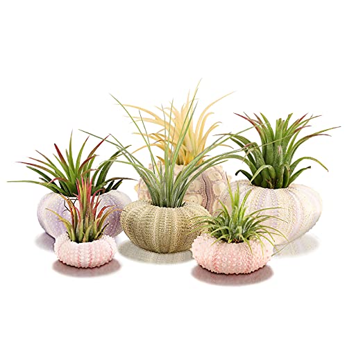 6 Pieces Hanging Sea Urchin Hanging Air Plant Holder Mini Shell Hanging Pot Assorted Colors 6 Styles Cute Succulent Display Container with Rustic Rope for Garden Beach Theme Party for Craft and Decor