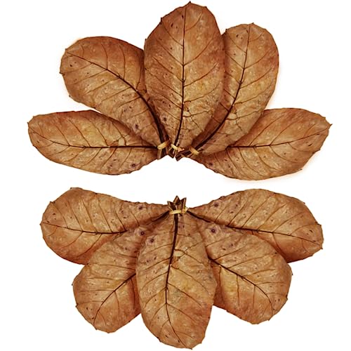 SunGrow Catappa Indian Almond Leaves, 7-8 Inches, for Freshwater Shrimps and Tropical Fish