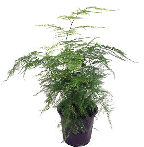 Fern Leaf Plumosus Asparagus Fern - 4' Pot - Easy to Grow - Great Houseplant