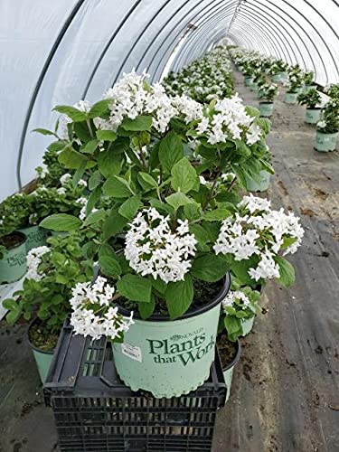 Live plant from Green Promise Farms Viburnum carlesii Spice Island (Koreanspice) Shrub, 3-Size Container, White Flowers