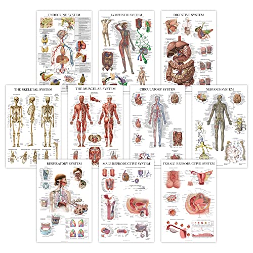 10 Pack - Anatomical Poster Set - LAMINATED - Muscular, Skeletal, Digestive, Respiratory, Circulatory, Endocrine, Lymphatic, Male & Female Reproductive, Nervous System, Anatomy Chart Set - 18' x 24'
