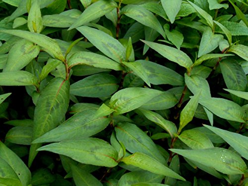 Vietnamese Coriander Plant - rau ram - daun kesom - 3' Pot