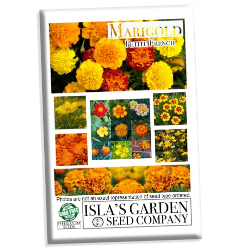 Petite French Marigold Seeds for Planting,1000+ Flower Seeds Per Packet, (Isla's Garden Seeds), Non GMO & Heirloom Seeds, Scientific Name: Tagetes patula, Great Gift for Home Garden