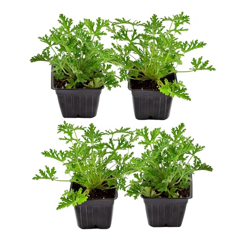 Live Citronella Geranium Plants (4-Pack); Pelargonium Citronella Scented Potted Plants