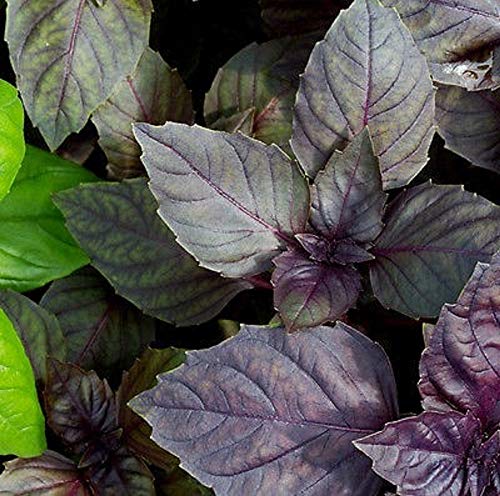 Red Rubin Basil Seeds - 25 Count Seed Pack - Non-GMO- A Beautiful Reddish-Purple herb with a Delightful Aroma. - Country Creek LLC