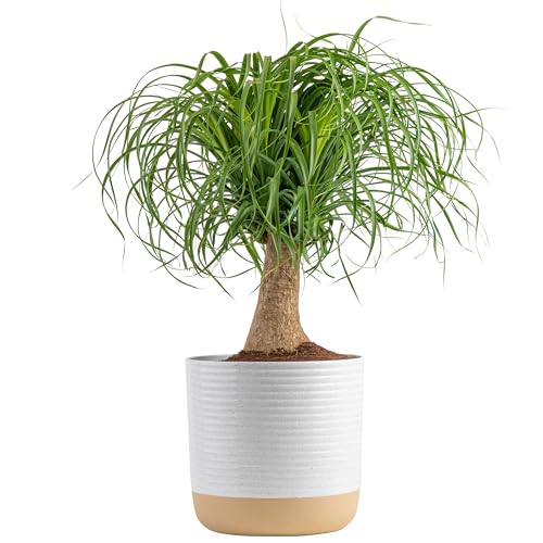 Costa Farms Ponytail Palm Bonsai, Easy to Grow Live Indoor Plant in Indoors Garden Planter Pot, Air Purifying Houseplant, Housewarming, Birthday Gift, Office, Home, and Room Décor, 1 Foot Tall