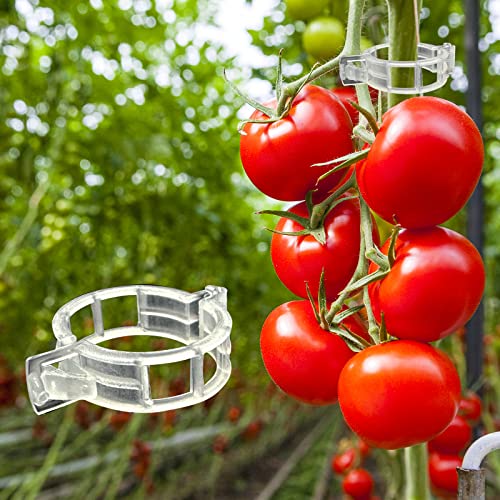 Dalzom 300Pcs Tomato Clips, Plastic Trellis Clips Plant Support Clips, Plant Clips for Support, Grape Vine, Tomato Vine, Vegetables Plants, Garden Clips to Grow Upright Makes Plants Healthier