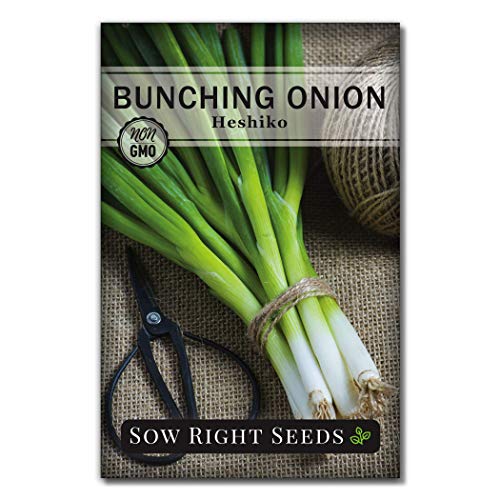 Sow Right Seeds - Heshiko Japanese Bunching Green Onion Seeds for Planting - Non-GMO Heirloom - Instructions to Plant and Grow a Kitchen Garden Indoors or Outdoors - Mild Onion Flavor for Cooking (1)