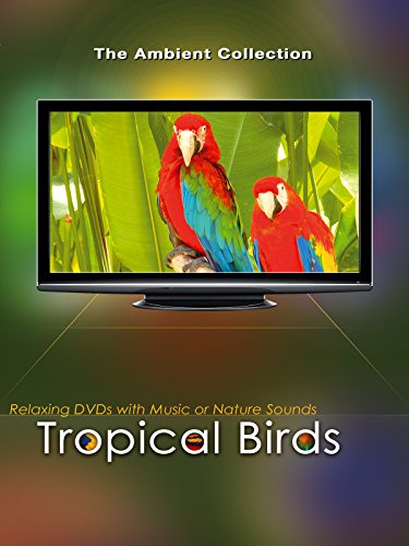 Tropical Birds with Music