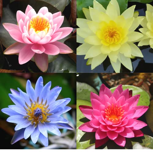 4 Pack Water Lily Tubers Live Aquatic Plant Freshwater Pond Garden Colorful by Greenpro