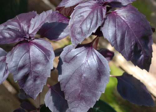 Basil Herb Seeds- Purple Dark Opal 200+ Seeds-