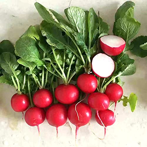 Cherry Belle Radish Seeds - 500+ Non-GMO Heirloom, Fast Growing, Round, Red, Crisp Radishes - Great for Salads, Sandwiches, and More