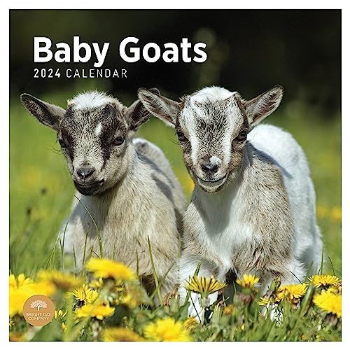 2024 Baby Goats Monthly Wall Calendar by Bright Day, 12 x 12 Inch Cute Nature Photography Gift