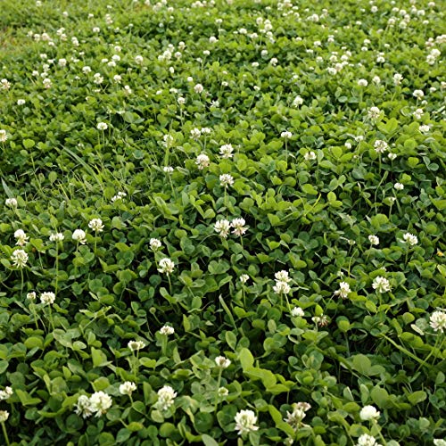 Outsidepride 2 lb. Perennial White Dutch Clover Seed for Erosion Control, Ground Cover, Lawn Alternative, Pasture, & Forage