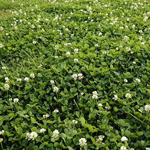 Outsidepride Perennial White Dutch Clover Seed - 2 lbs. Nitrocoated, Inoculated Clover Seeds for Lawn Alternative, Erosion Control, Food Plots, Ground Cover, & Pasture Mixtures in USDA Zones 3-10