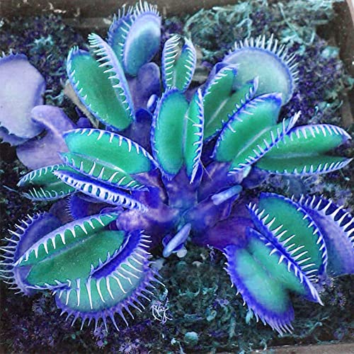 QAUZUY GARDEN 20 Blue Clip Venus Flytrap Plant Seeds Rare Tropical Exotic Plant Very Hardy Heat Tolerance Perennial House Plant Easy to Grow