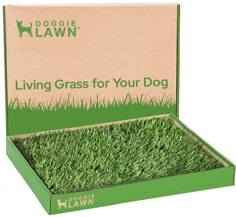 DoggieLawn Real Grass Puppy Pee Pads- 24 x 16 Inches - Perfect Indoor Litter Box for Dogs - No Mess, Easy-to-Use - Potty Training for Pets - Eco-Friendly Disposable Bathroom with Real Living Grass