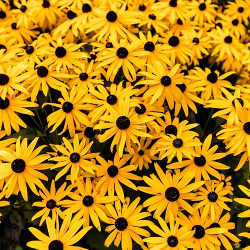 Black Eyed Susan Flower Seeds for Planting - Over 55,000 Premium Seeds - Attracts Pollinators - Non GMO