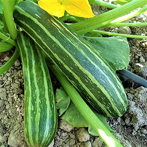 Squash, Summer Cocozelle, Heirloom, 50 Seeds, Great for Cooking, Salad
