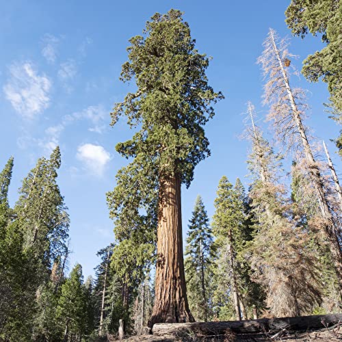 Giant Sequoia Seeds Sequoiadendron Giganteum Long Lifespan Evergreen Leaves Low Maintenance for Outdoor Space 40Pcs Seeds by YEGAOL Garden