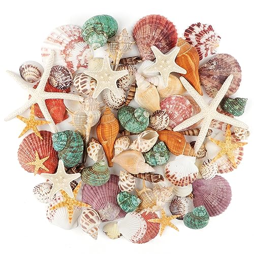 Jangostor Sea Shells Mixed Ocean Seashells, 1.2'-3.5' Various Sizes Beach Seashells and Natural Starfish for Vase Fillers Fish Tank Beach Themed Party Home Wedding Decorations DIY Crafts