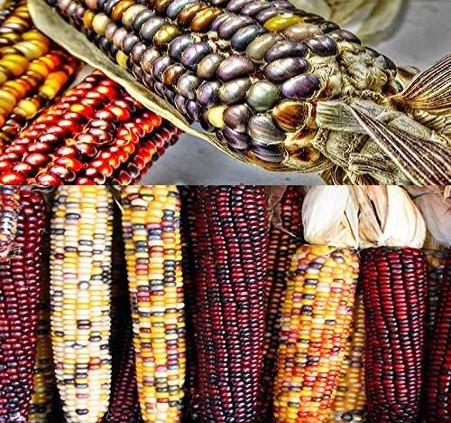 1 lb (1,600+ Seeds) Indian Corn Seed - Oldest Varieties of Heirloom Corns - Non-GMO Seeds by MySeeds.Co (1 lb Indian Corn Mix)