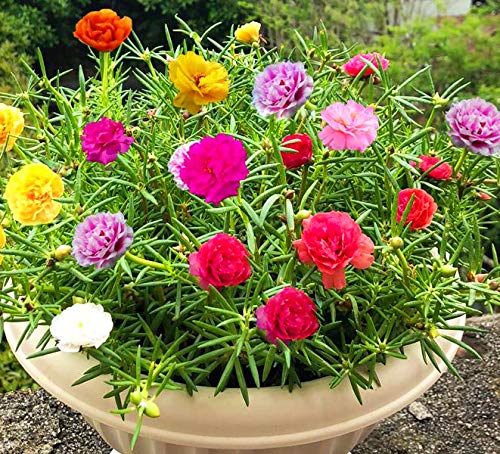GreenCreator Mixed Moss Rose Plant Seed Mix - 1000 Seeds ‘Portulaca Grandiflora’ Flowers for Bonsai Garden Balcony Planting