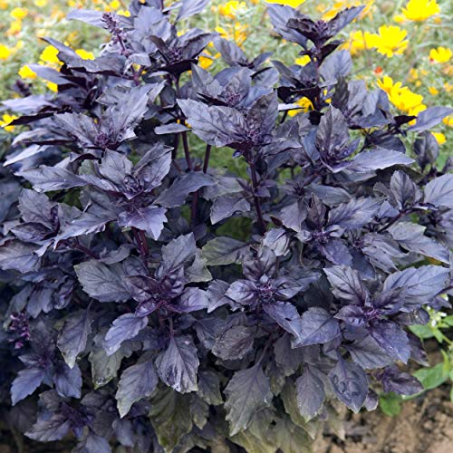 Outsidepride 1000 Seeds Annual Basil Dark Opal Herb Garden Seed for Planting