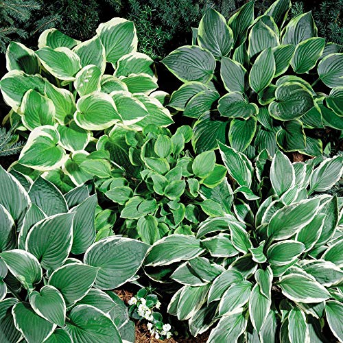 Outsidepride 50 Seeds Perennial Hosta Americans Foliage Shade Plant Seeds for Planting