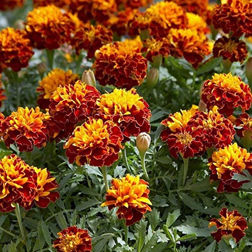 Outsidepride 500 Seeds Annual Tagetes Patula French Marigold Champion Flame Garden Flower Seeds for Planting