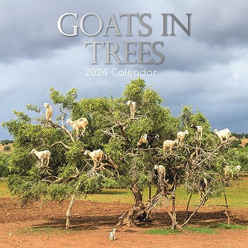 2024 Square Wall Calendar, Goats In Trees, 16-Month Animals Theme with 180 Reminder Stickers (12 x 12 In)