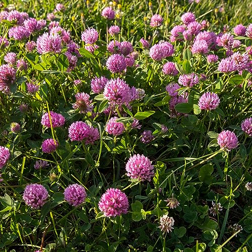 Outsidepride 1/4 lb. Perennial Red Clover Seed for Pastures, Hay, & Forage