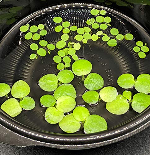 6 Mini Amazon Frogbit + 6 Water Spangles Combo, Betta Fish Aquarium Floating Plants for Beginners