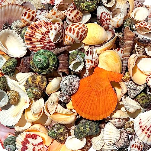 Famoby 210pcs Mixed Beach Seashells Sea Shells Conch for Beach Theme Party Decorations DIY Crafts Candle Making Fish Tank Vase Fillers Home Decorations