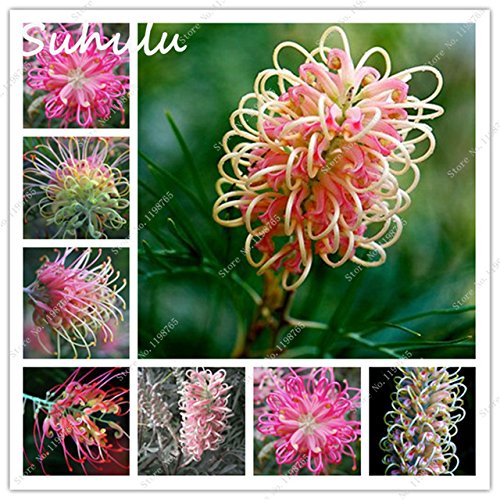 New Fresh 10pcs Mixed Grevillea Flower Seeds Generic