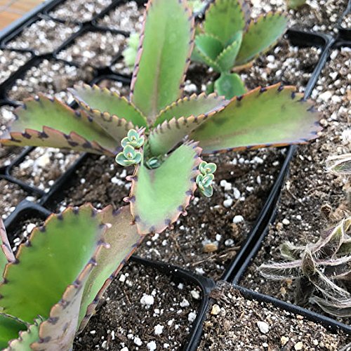 4' Kalanchoe Daigremontianum/Mother of Thousands/Mother of Millions/Mexican Hat Plant/Bryophyllum daigremontianum