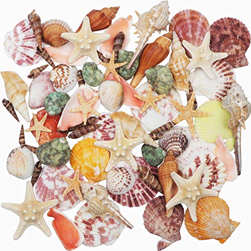 Sea Shells Mixed Beach Seashells 9 Kinds 1.2'-3.5 'Various Sizes Natural Seashells and 2 Kinds of Natural Starfish for Beach Themed Party DIY Crafts Fishtank Vase Fillers Home Wedding Decorations