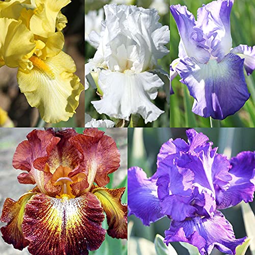 Bearded Iris Flower Bulb Mix - 5 Bulb Value Pack of Assorted Colors - Easy to Grow Fall Planting Bulbs by Willard & May