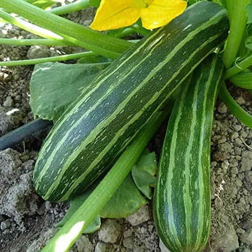 Cocozelle Zucchini Squash - 4 g ~30 Seeds - Heirloom, Open Pollinated, Non-GMO, Farm & Vegetable Gardening Seeds - Summer Squash