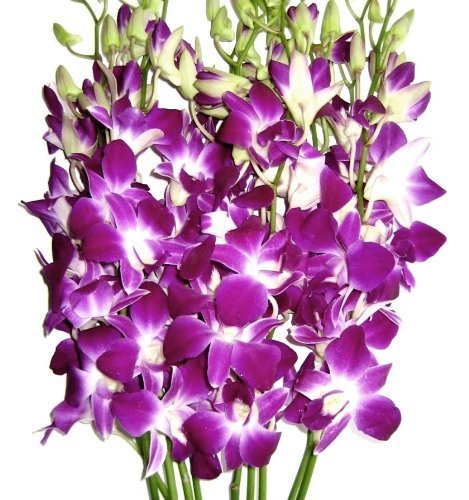 Just Orchids - Premium Long Stem Purple Dendrobium