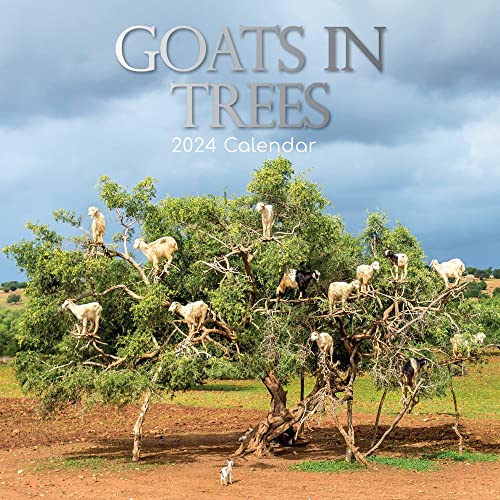 Gifted Stationery Co, Goats in Trees 2024 Wall Calendar