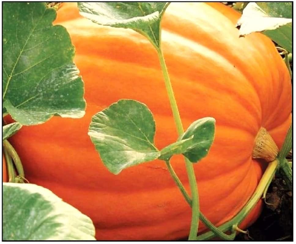 Big Max Pumpkin Seeds for Planting (25 Seeds) Non-GMO, Giant Jack-O-Lantern Pumpkin Seeds