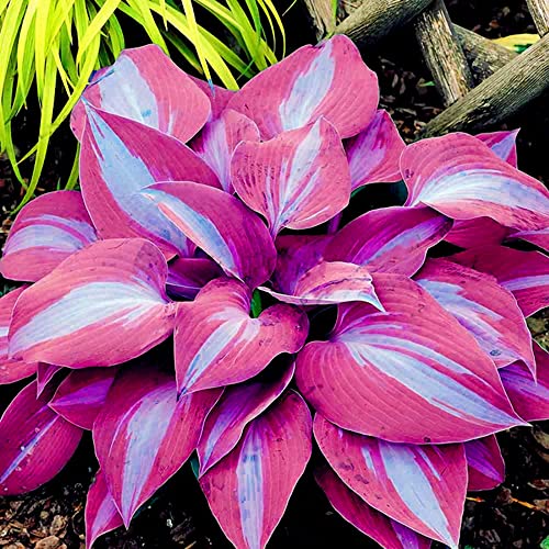 CHUXAY GARDEN 100 Seeds Purple Blue Hosta Plantaginea-Fragrant Plantain Lily,August Lily Drought Tolerant Low-Maintenance Fragrant Grows in Garden and pots