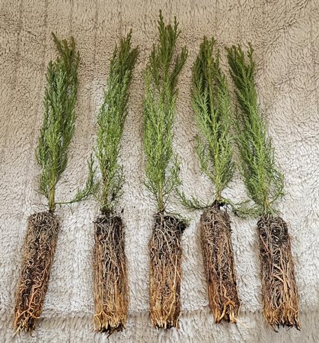 Giant Sequoia Trees 5 Count Medium 7 to 12 inches Above Ground