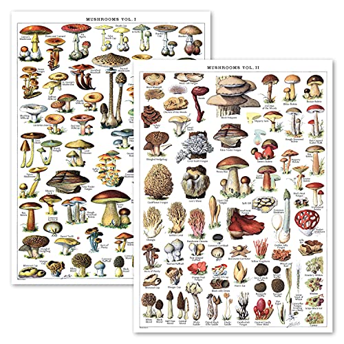 Vintage Mushroom Poster Prints - Mycology & Fungi Botanical Identification Reference Chart Volume 1 & 2 (LAMINATED, 18' x 24')