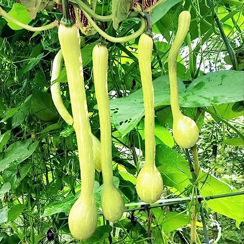 TomorrowSeeds - Tromboncino Squash Seeds - 10+ Count Packet - for 2024 Italian Zuchetta Rampicante Zucchini Cucuzza Cucuzzi Snake Bottle Gourd