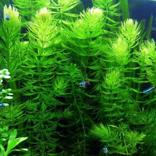 3 Hornwort Bunch Plants for Ponds or Aquariums
