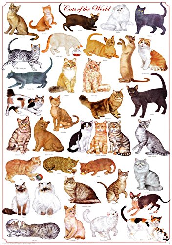 (24 x 36) Cats of the World - Felines Poster
