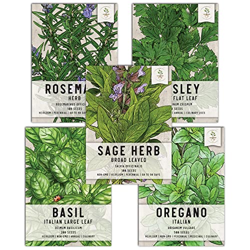 Seed Needs, Italian Herb Seed Packet Collection (5 Individual Seed Varieties for Planting) Non-GMO & Untreated - Oregano, Basil, Rosemary, Sage and Parsley